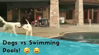 Dogs vs Swimming Pools! 🤣 😂