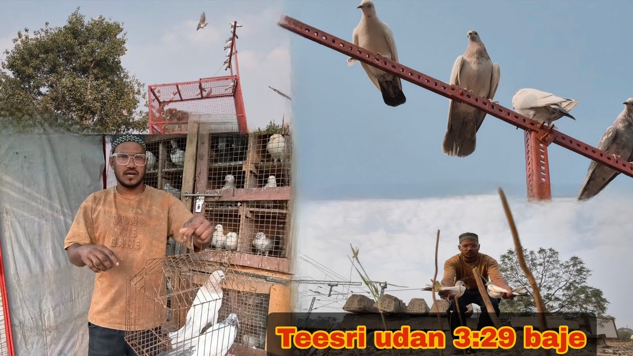 Teesri udan 3:29 baje😱🥳 tournament ki tayari      nagpur se|Ashfaque pigeons tips| Shubham Bhai