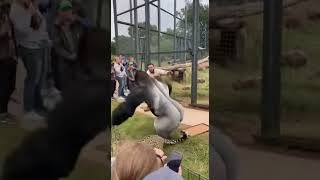 Tiger Attacks Zookeeper… Gorilla’s Shocking Rescue 😱🦍