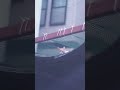 2023.08.13 近所の野良猫と仲良くなれる気がしない。エサってあげたらだめよね?