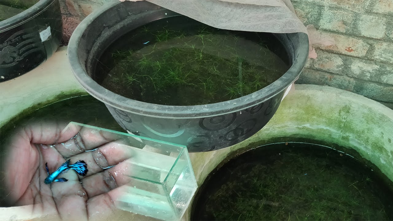 Beautiful Guppy Strains in my Fish Farm Guppies LIVE AQUARIUM YouTube