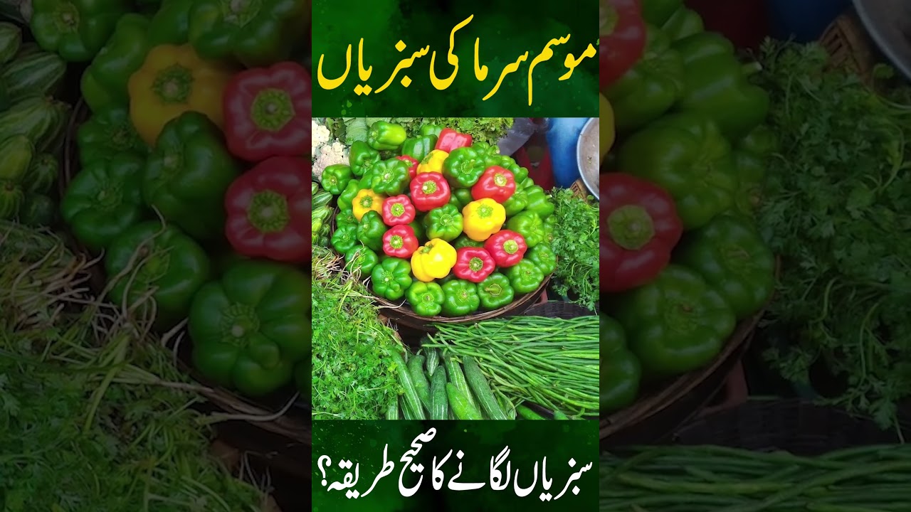 How to grow Winter Vegetables ? ||| Gardening With Javed Iqbal