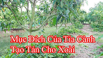 Mục đích tỉa cành, tạo tán cho xoài |Gốc Cù Lao| #0986289491