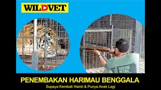 HARIMAU KEMBALI ESTRUS (B1R4H1) SETELAH DITEMBAK HORMON INI