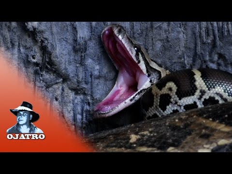 Pythons Hatching 0201 Narration