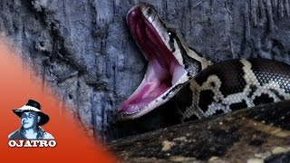Famous Pythons Hatching 0201 Narration Wealth