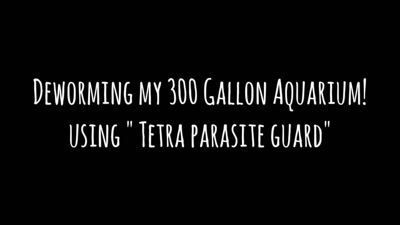 Deworming my 300 Gallon Aquarium with Tetra Parasite Guard
