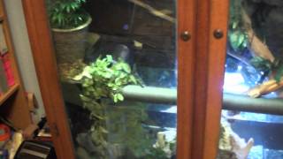 So I divided my video into two parts, the vivarium itself, and then how I decorated. Depending on your budget and time frame you 