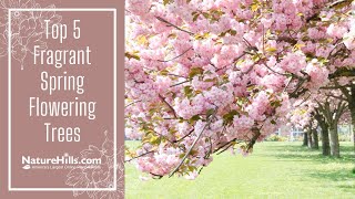 Top 5 Fragrant Spring Flowering Trees | NatureHills.com Top 5 Fragrant Spring Flowering Trees | NatureHills.com