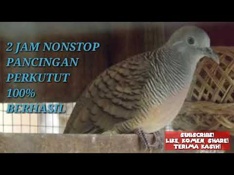 PANCINGAN PERKUTUT 2 JAM NONSTOP DIJAMIN GACOR