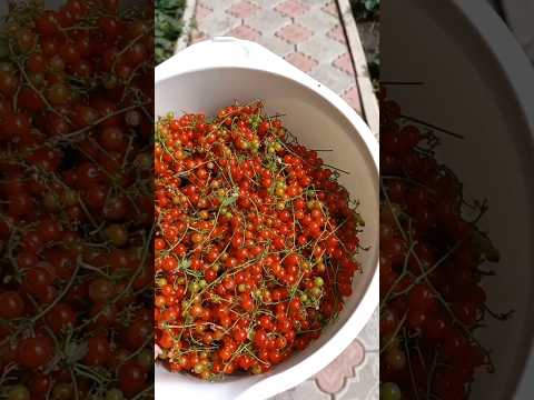 компотик из красной