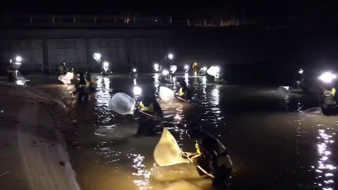 鹿児島県内のシラスウナギ漁始まる Youtube