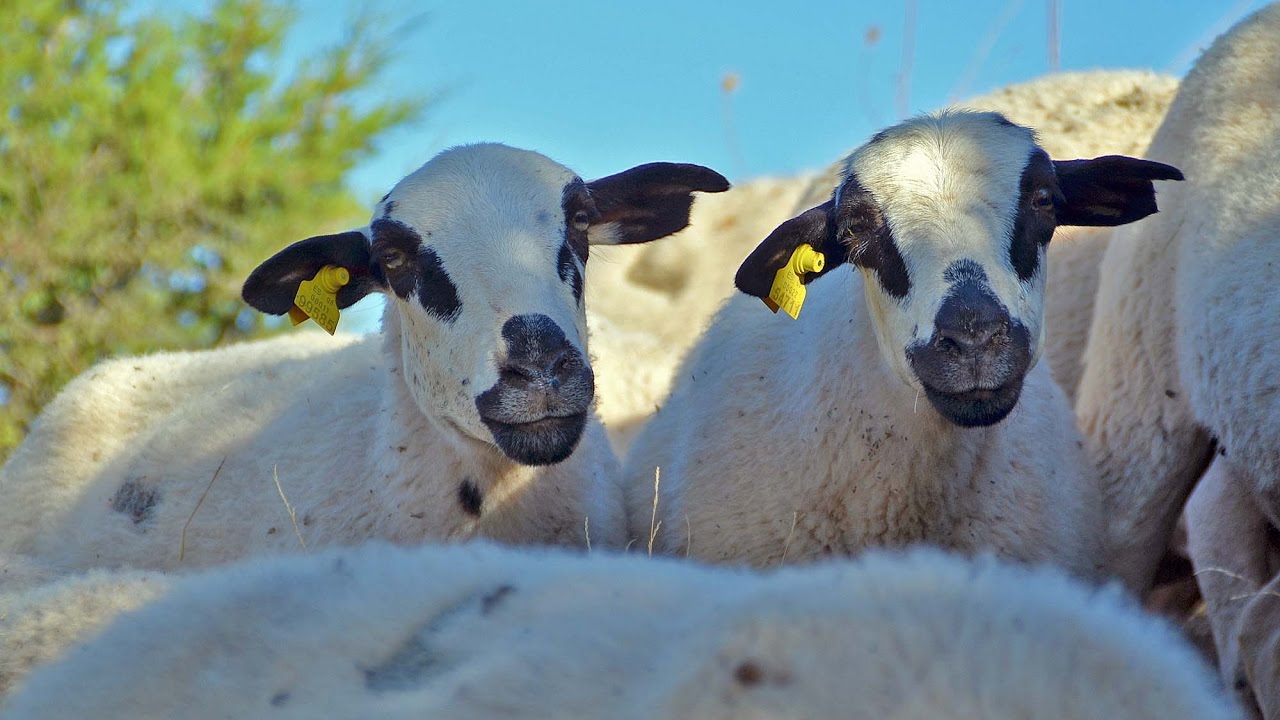 La raza ojalada (Soria)