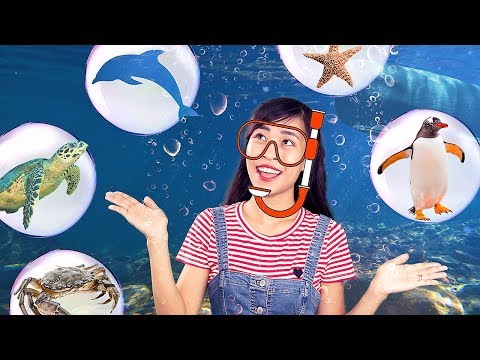 Khám phá đại dương | Bé học nói tên SINH VẬT BIỂN bằng tiếng Việt và tiếng Anh | Kim Happy Kids