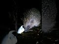 Look who's having egg for breakfast @gardencongregation.org #shorts