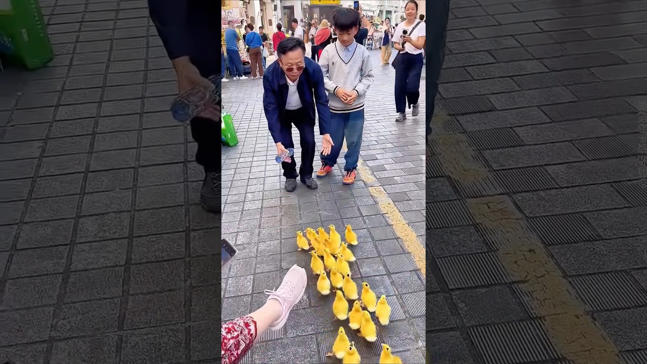🦆 The Boy and His Perfect Duck Army 😍