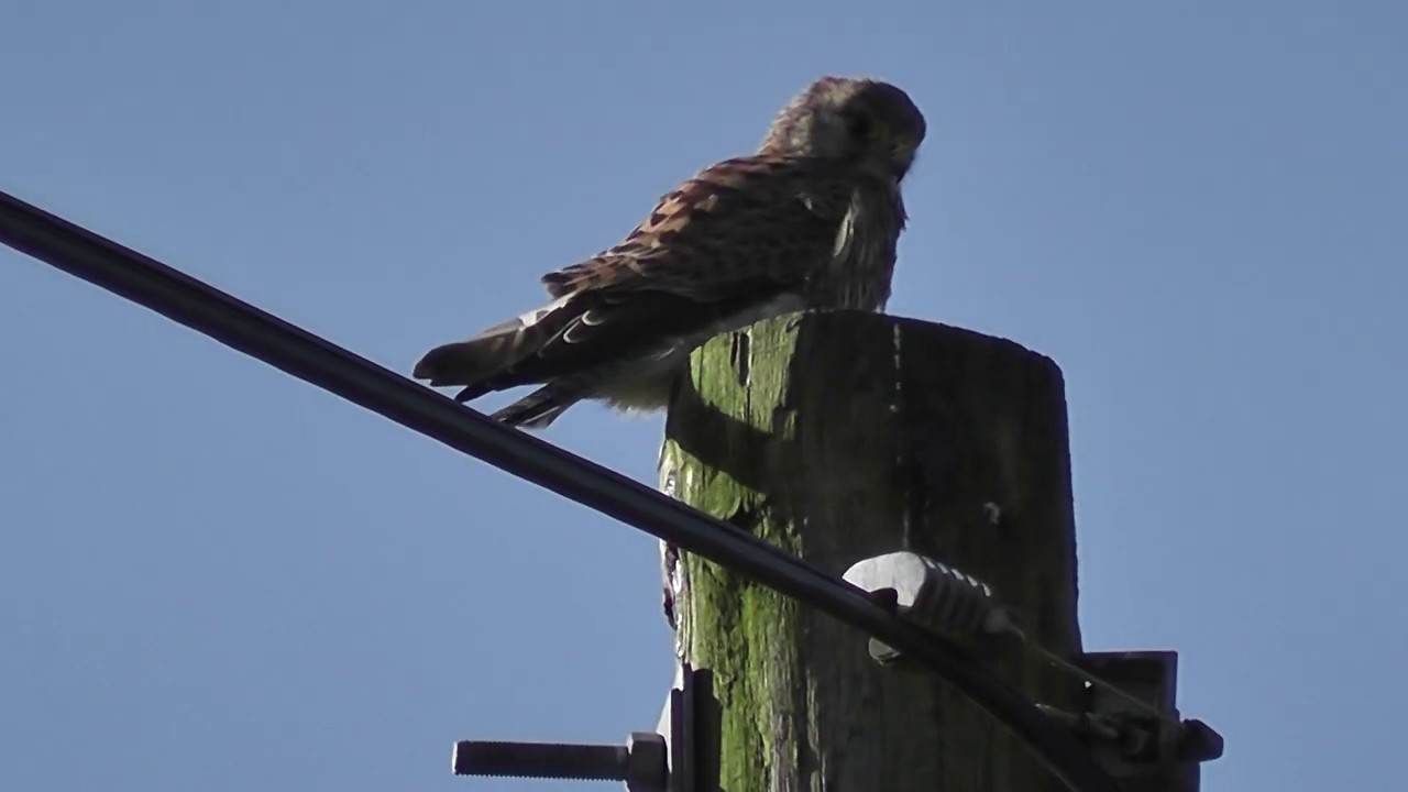 swcwalks, book 2, walk 14b, Westhumble Circular. 29/1/20.