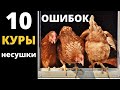 Всё о курах несушках. Как не наделать ошибок.