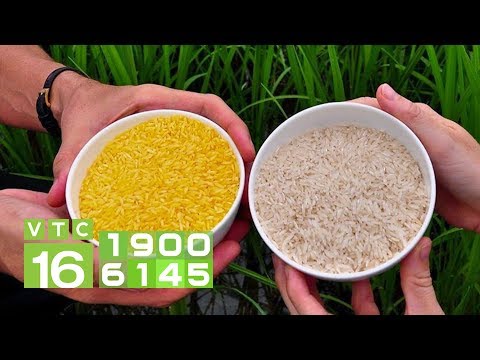 Video: Gạo có biến đổi gen không?