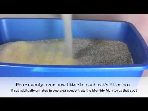 monthly kitty litter