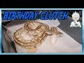SHE LAID EGGS ON MY BIRTHDAY!