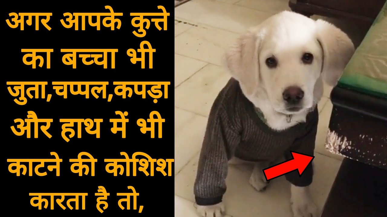 Stop your puppy from BITING IN HAND shoes, clothes or sleepers. ?