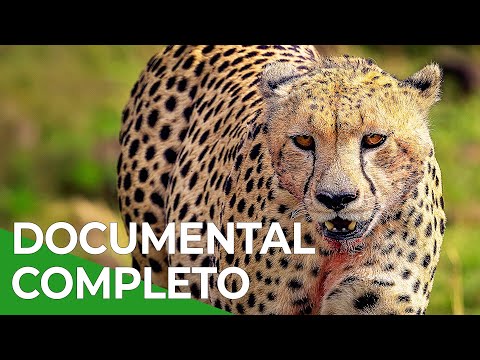 El más veloz | Vida Salvaje Episodio 2 | Free Documentary Nature - Español