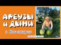 Арбузы и дыни в Новосибирске