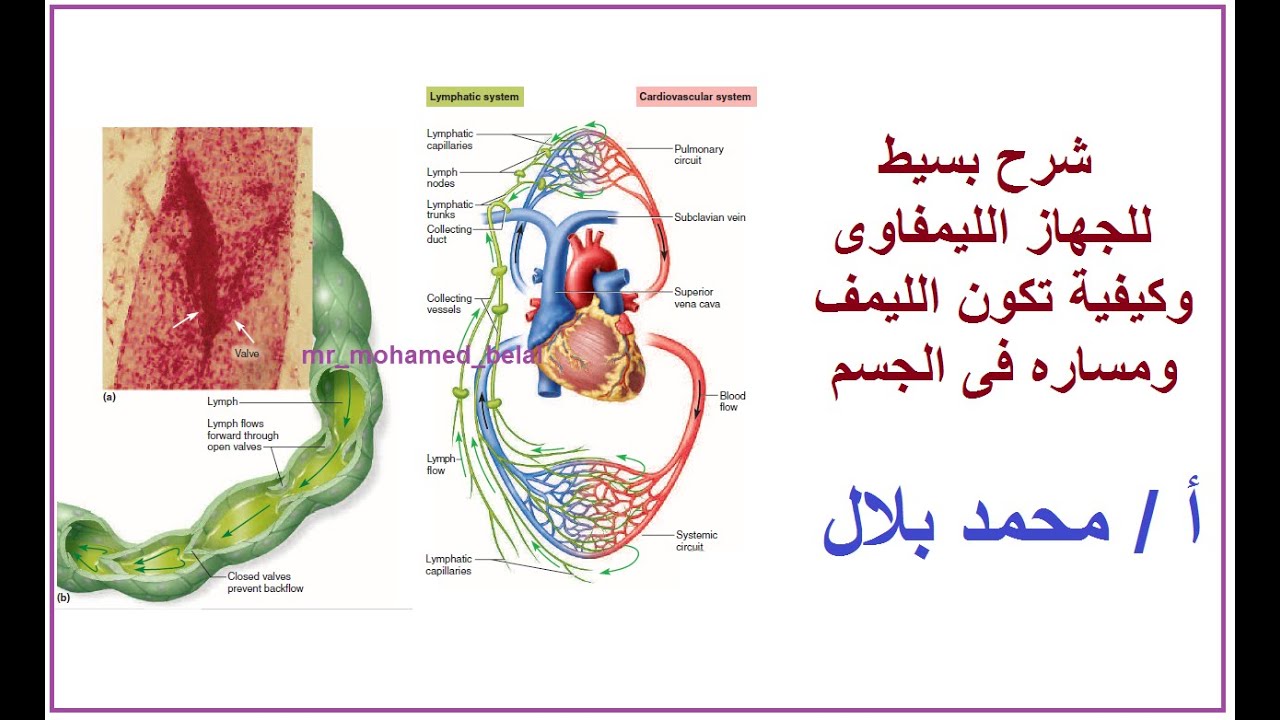 الليمف ما هو وكيف يتكون ؟؟  - الجهاز الليمفاوى وأعضاؤه  - مسار الليمف - الجهاز المناعى - فيديو مهم
