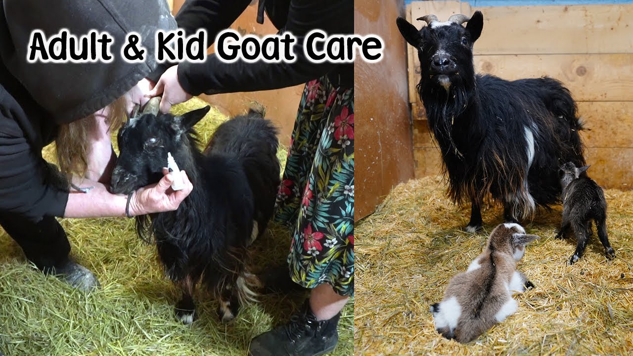 Pinkeye In Goats When To Band Dehorn Treating For Bugs VLOG 387 pinkeye-in-goats-when-to-band-dehorn-treating-for-bugs-vlog-387