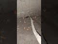 Snake in the house 🐍 #snake #viral