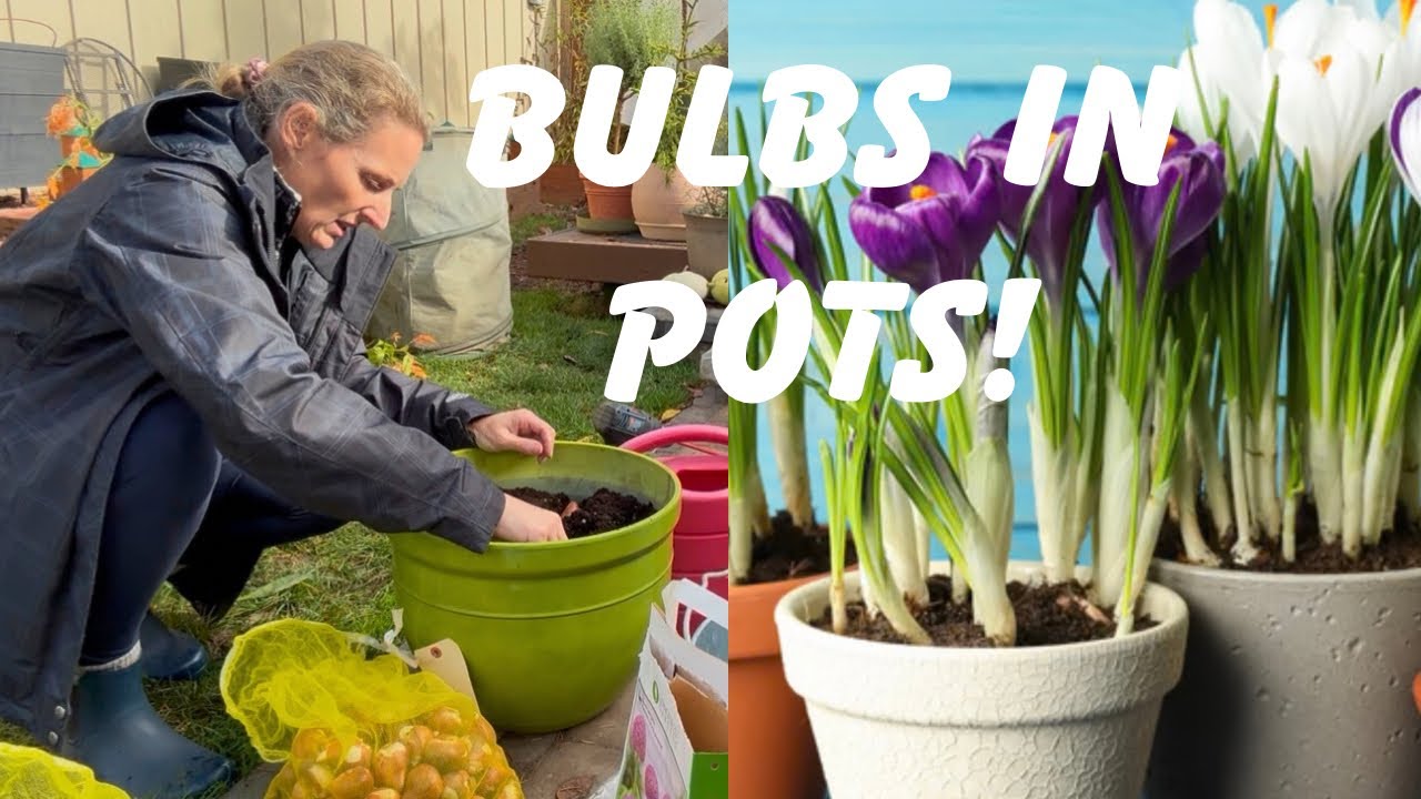 Посадка весенних луковичных растений в горшки 🌸 | Тюльпаны, аллиумы и крокусы для великолепного в...