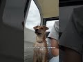 咋滴，后面还不理人了#狗狗 #不养狗不知道养狗的乐趣 #中华田园犬 #它真的好像个小宝宝