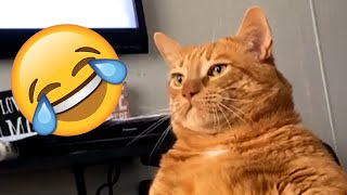 Funniest Pet Videos of 2024 | Try not to Laugh Challenge by Rufus 2,784 views 6 days ago 22 minutes