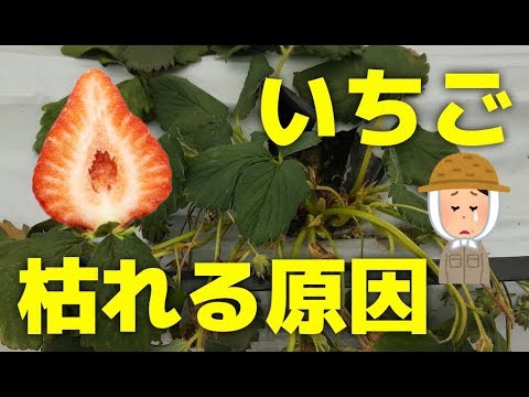 いちごの病気 いちごが枯れる育たない原因と対策15個をプロが解説 Youtube