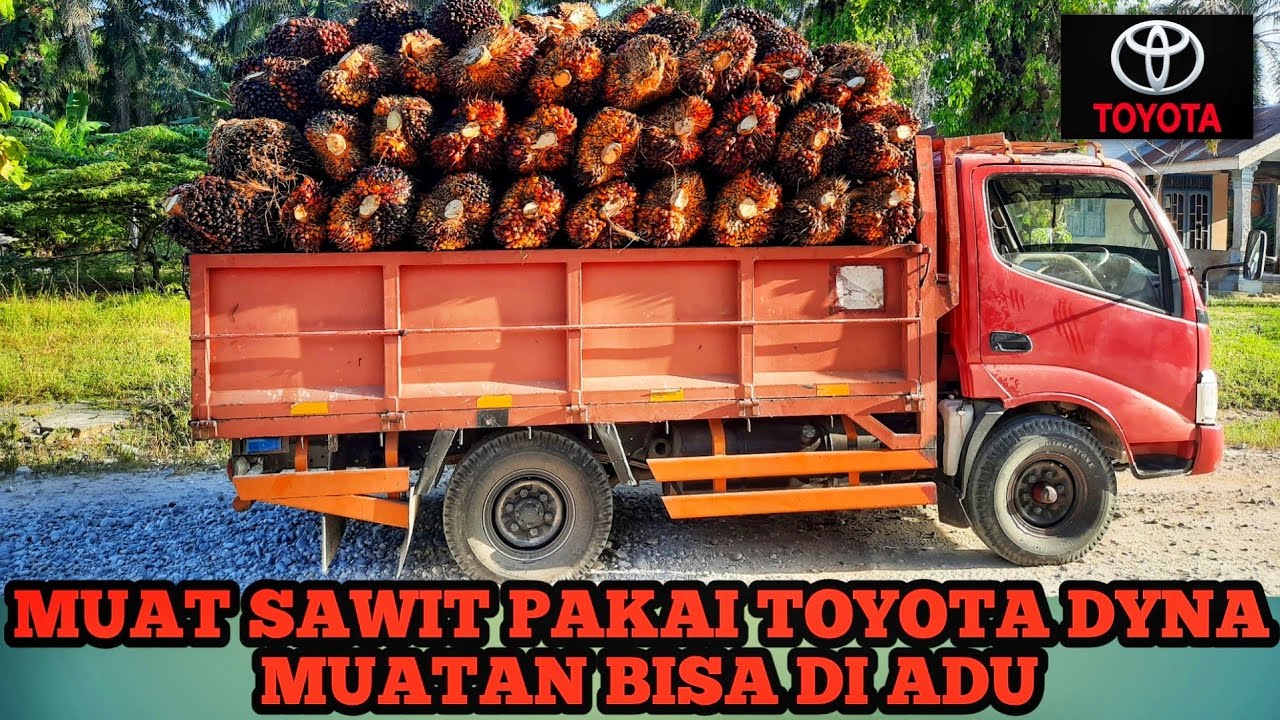 MUAT SAWIT PAKAI TOYOTA DYNA 》MOBIL TRUK MUAT SAWIT 