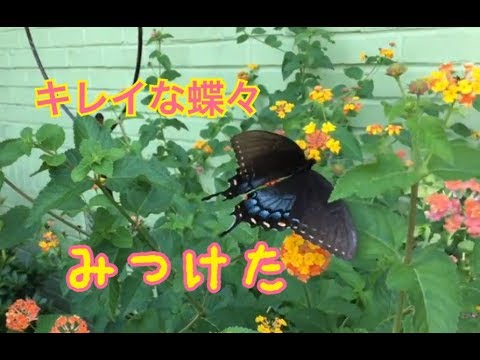 【ほのぼの】蝶々見つけた！