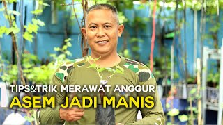 TIPS \u0026 TRIK MERAWAT ANGGUR ASEM MENJADI MANIS !!!