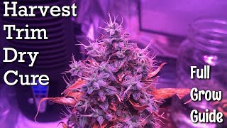 How to harvest + dry weed at home (big buds)