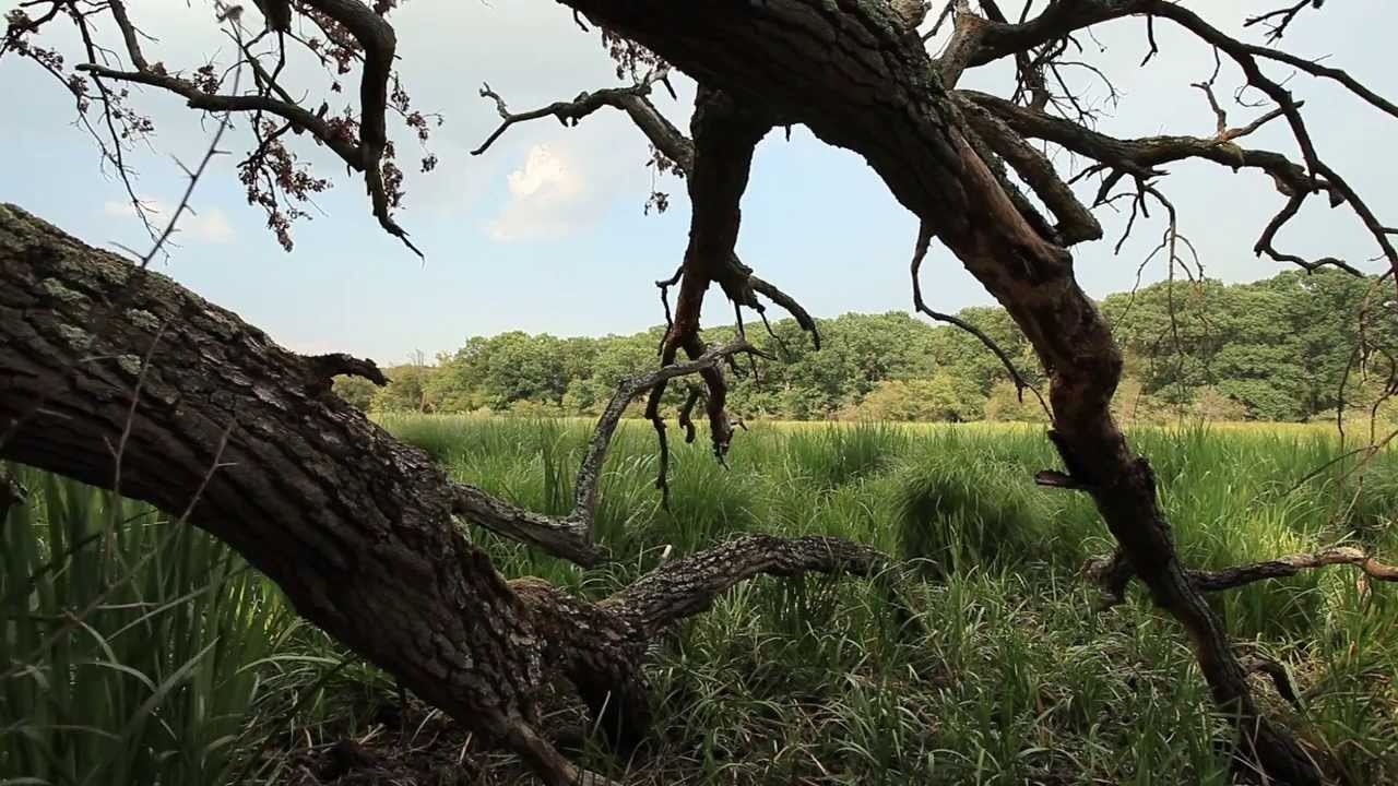 WWF wetland restoration work along the Danube River in Serbia