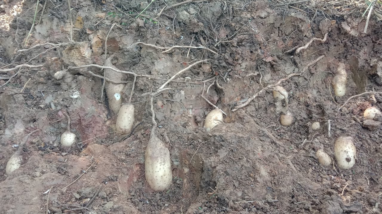 1ปีผ่านไปลงหัวไวมากมันแซงหมายนี้มีแต่หัวงามๆ 