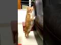carering cat😊😁#shorts #funny #comedy #viral#shortsfeed