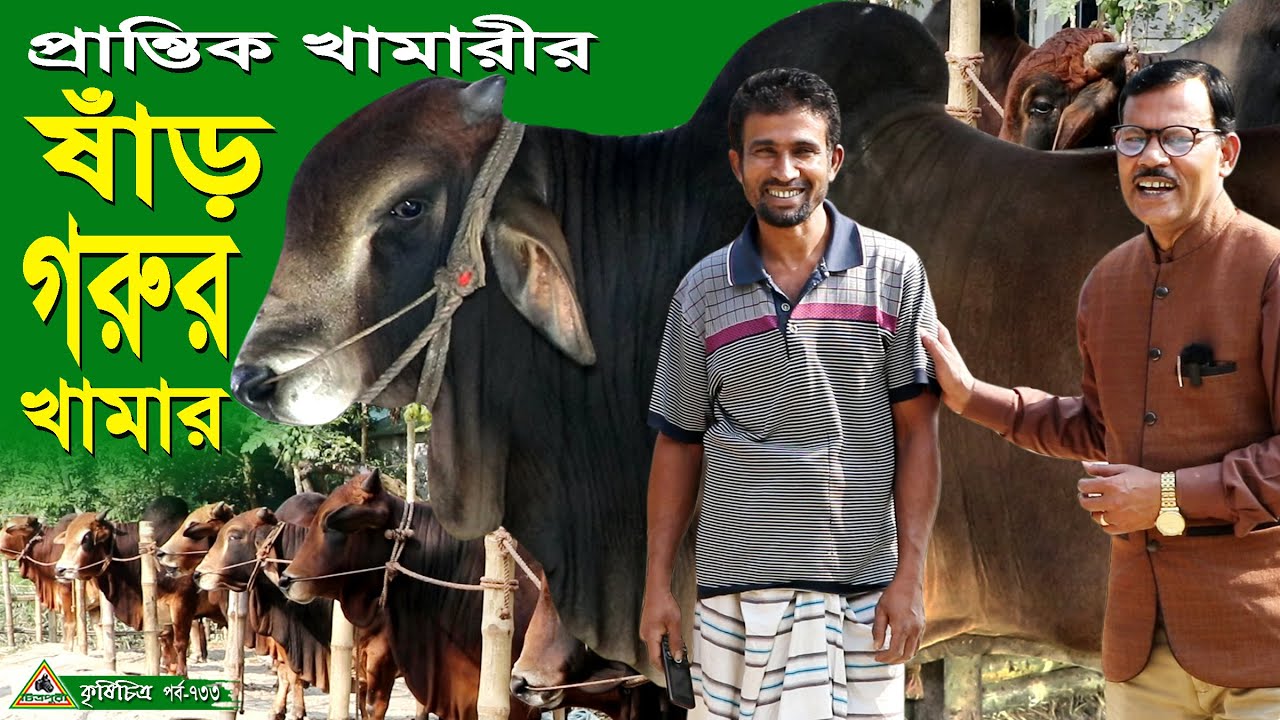 733-সিরাজগঞ্জের অভিজ্ঞ প্রান্তিক  খামারির শাহিওয়াল ষাড় গরু পালন  ।R.I.Manik.Chitrapuri Krishichitra