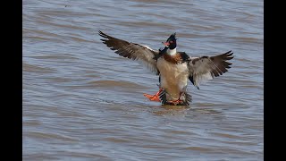Red-breasted Merganser landing in slow motion