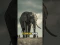 The Animal That Hunts With a Memory Longer Than Yours 🐘🧠 #AnimalIntelligence #Wildlife #Nature