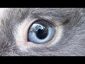 【衝撃】うさぎたちが見ている世界