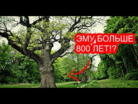 Кочубеевские дубы / Диканька / Kochubeevsky oaks/ Dikanka