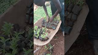 Upf12 Seedlings