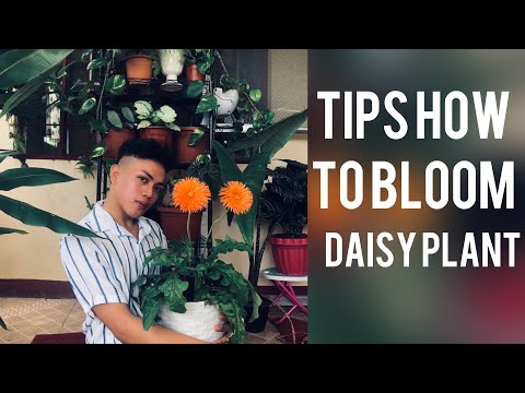 Video: Dahlberg Daisy Información: Consejos sobre el cuidado de las plantas de Dahlberg Daisy