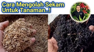 Panduan Lengkap Manfaat dan Cara Mengolah Sekam Padi Untuk Tanaman,(Sekam steril, fermentasi, Bakar)